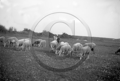 AG 638 moutons  .jpg
