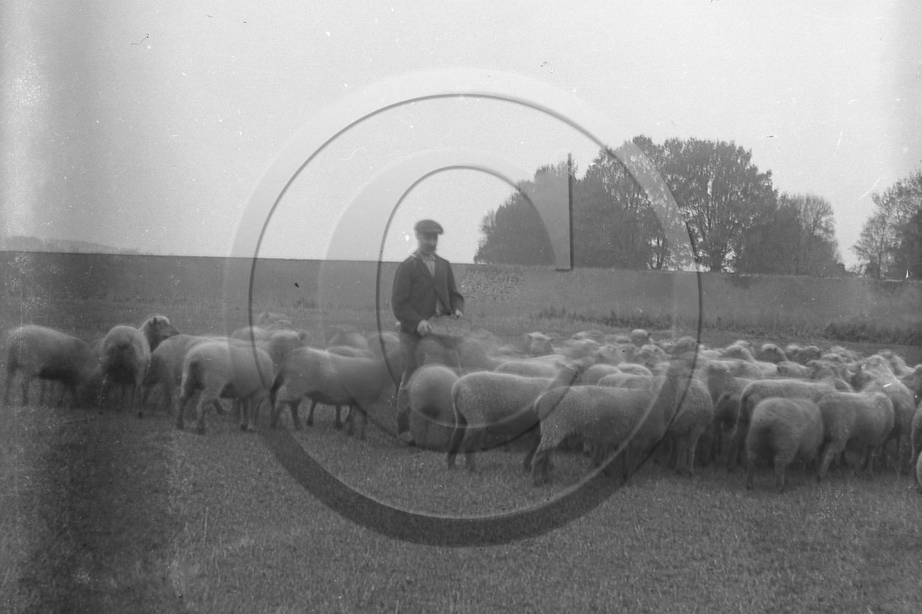 Irlande 8 berger et ses moutons.jpg