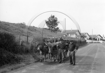 AG 698 boeufs atteles pays Basque .jpg