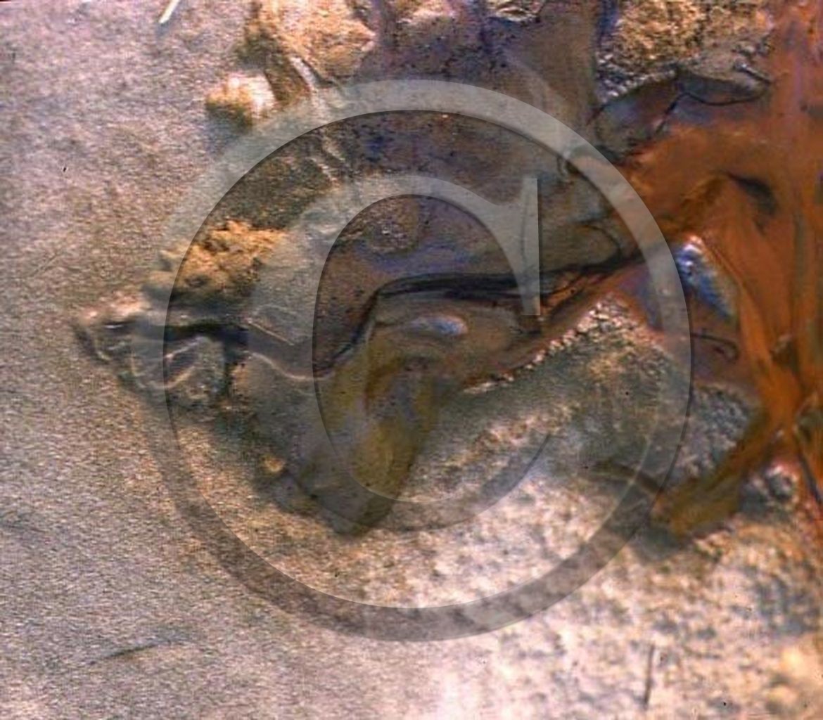 -23  photo abstraite pieds des dunes hiver   1957-58 photo Enri Dargence.jpg