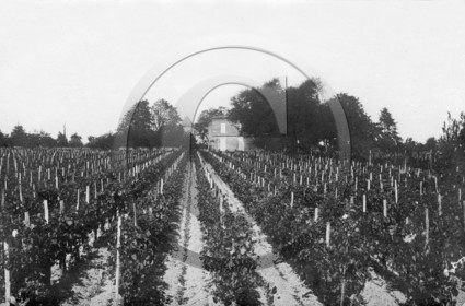 AG 571 vignes .jpg