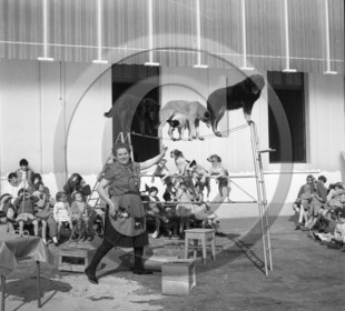 FO-CIRQUE  44 chiens savants .jpg