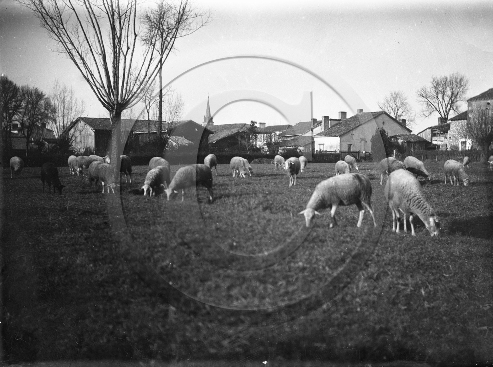 AG 733 moutons Grignols.jpg