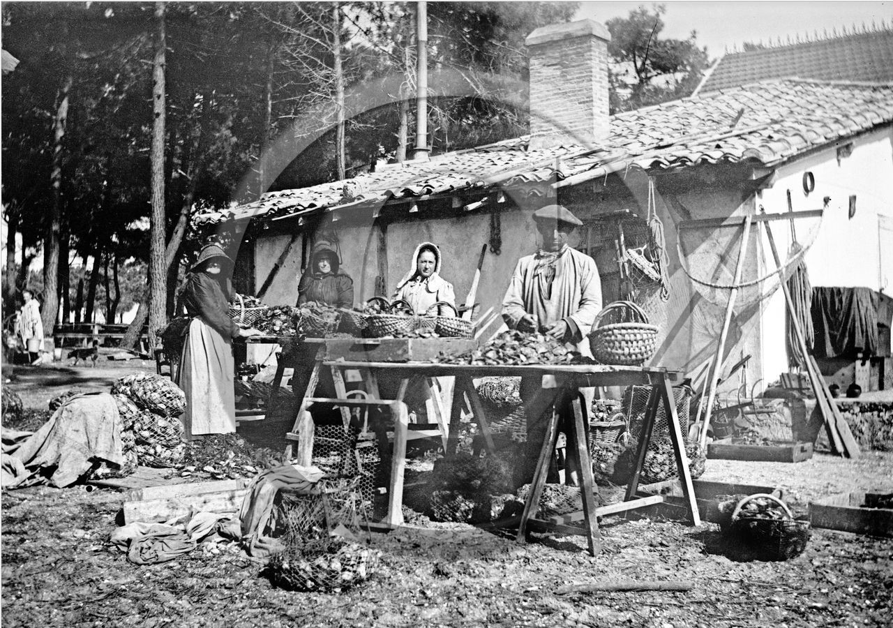 arc 2326 Ferret detroquage des huitres .jpg