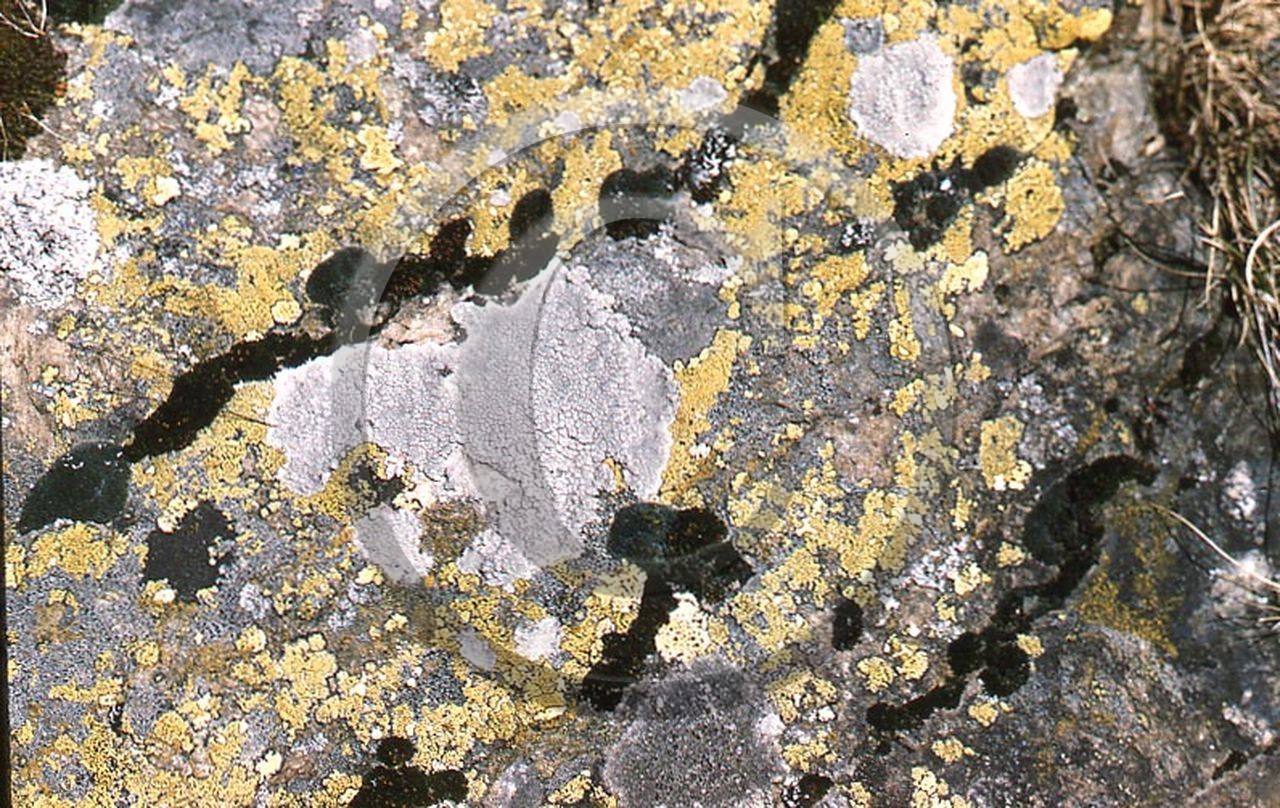 -27 photo abstraite pieds des dunes hiver   1957-58  photo Enri Dargence.jpg