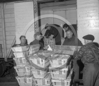 ARC 3634 expédition d'huitres 22 décembre 1966.jpg