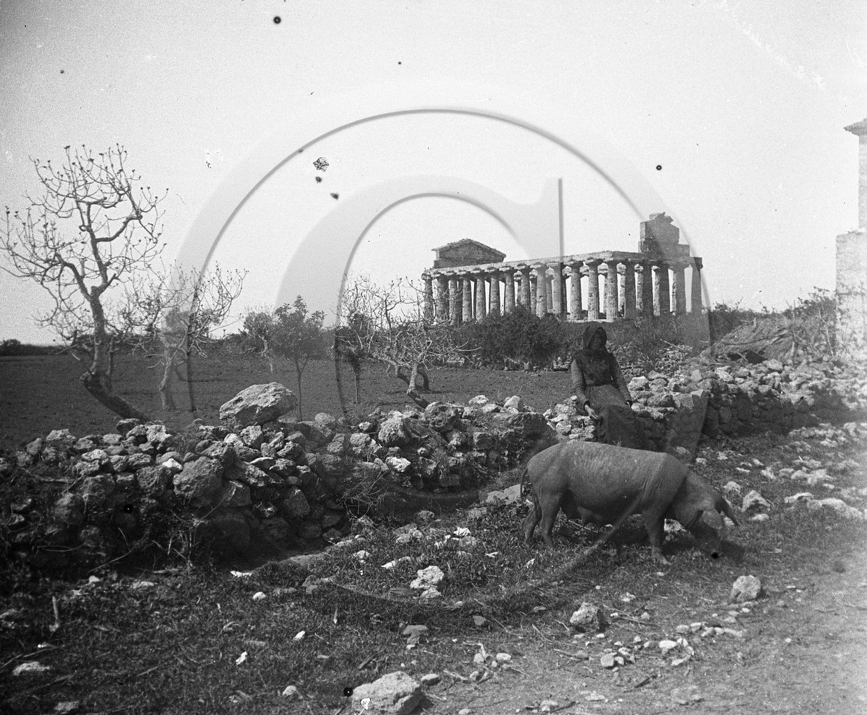 Paestum temple de Ceres  Italie.jpg