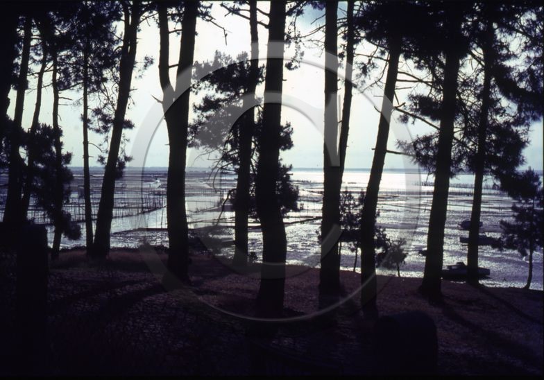 arc 4041Cap ferret parcs a huitre a travers les pins .jpg