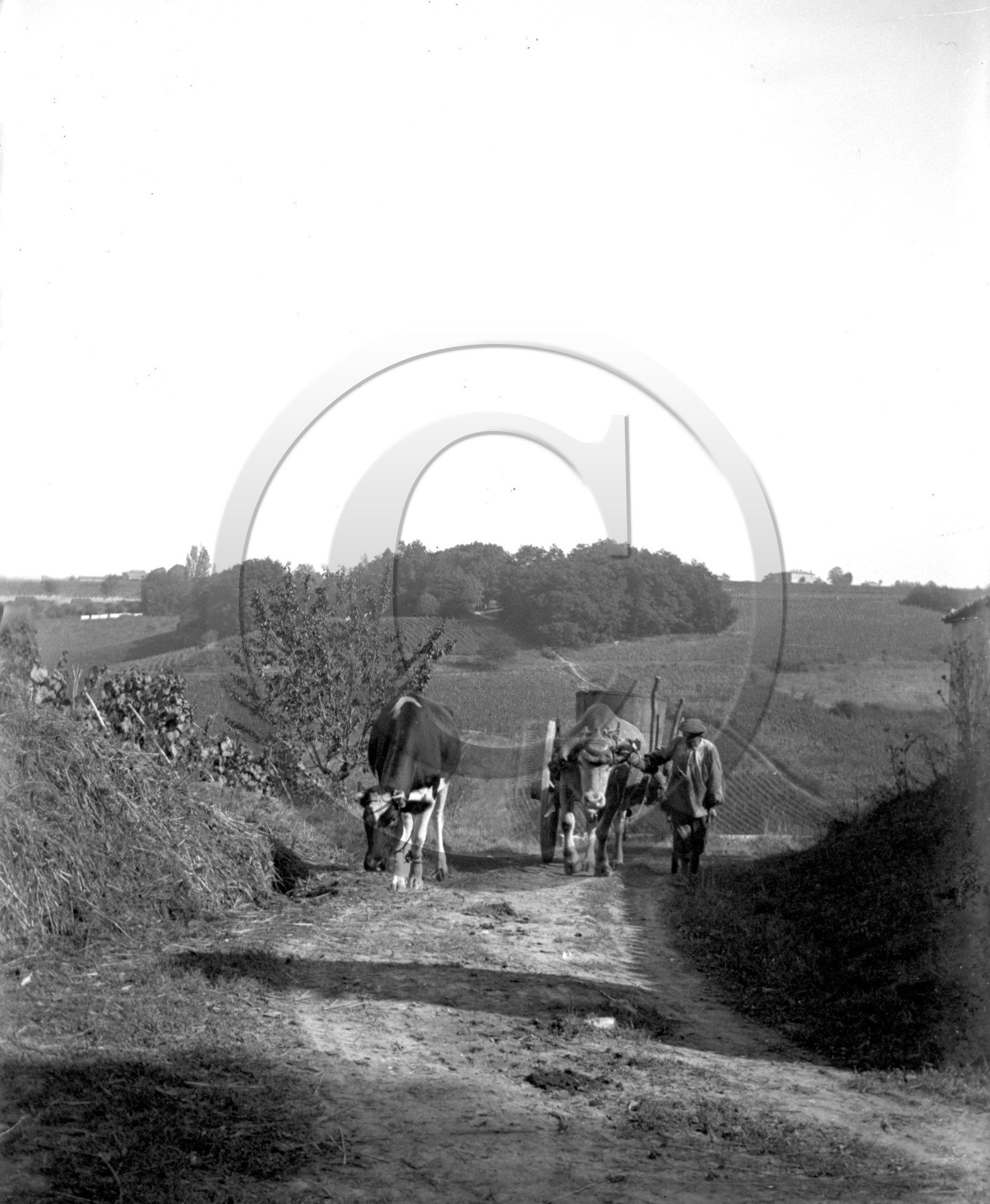 AG 646 vache taureau attele route de montagne  .jpg
