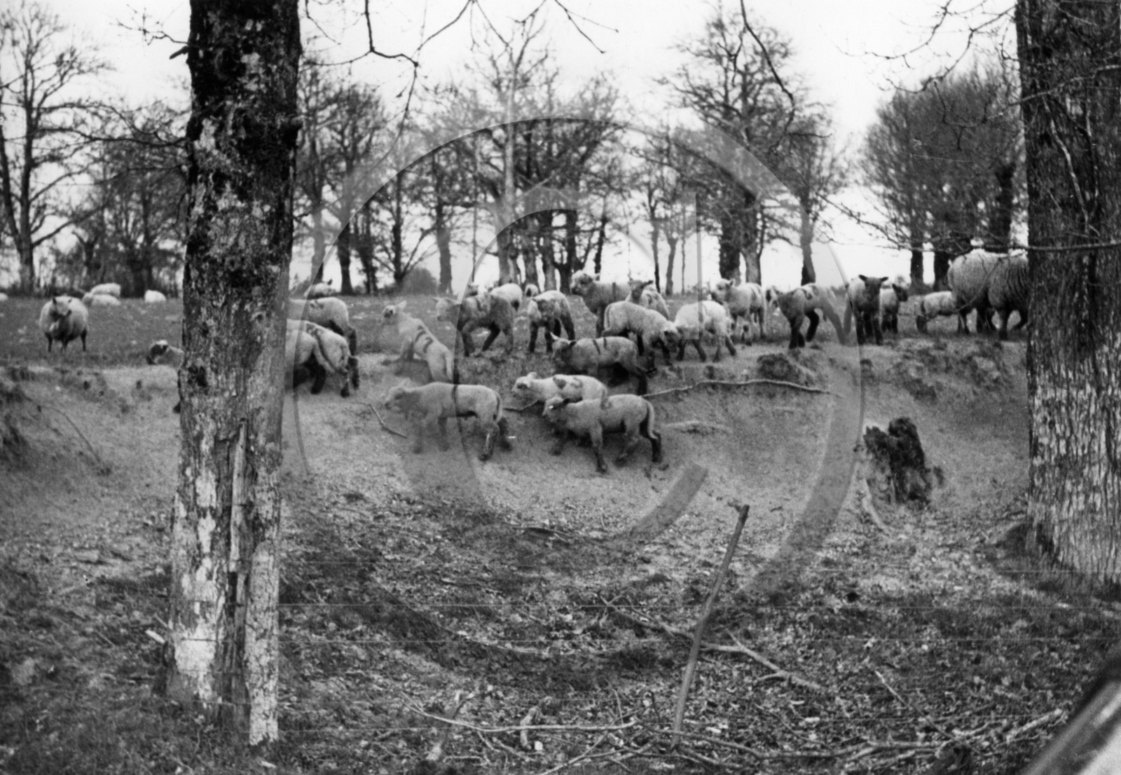 AG 696 moutons  d apres photo .jpg