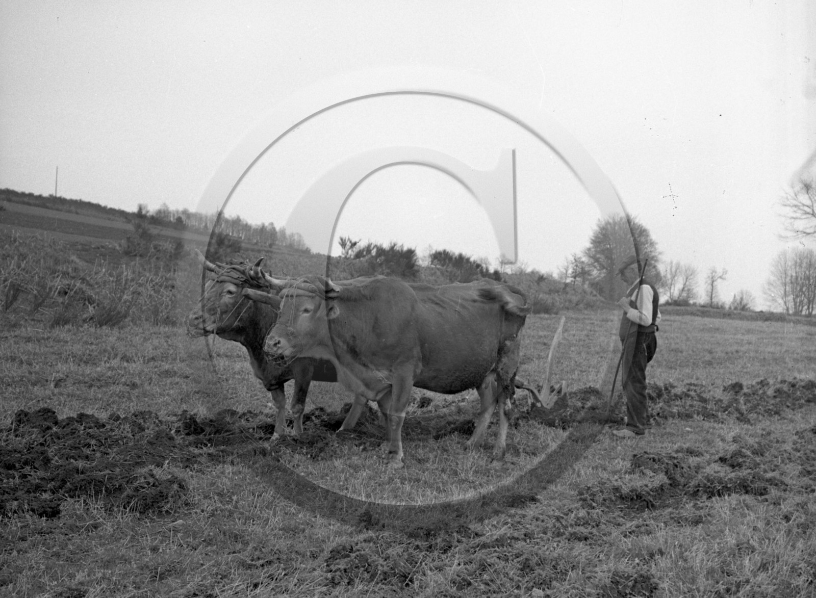 AG 532 boeufs au champs .jpg