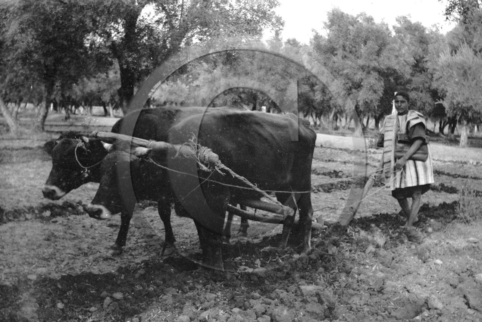 AG 655 boeufs atteles aux champs  .jpg