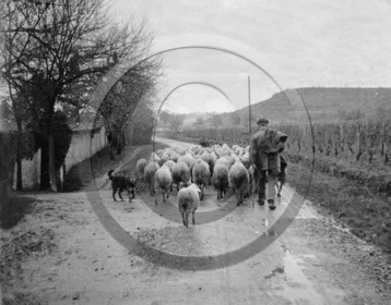 AG 627  berger mouton chien .jpg