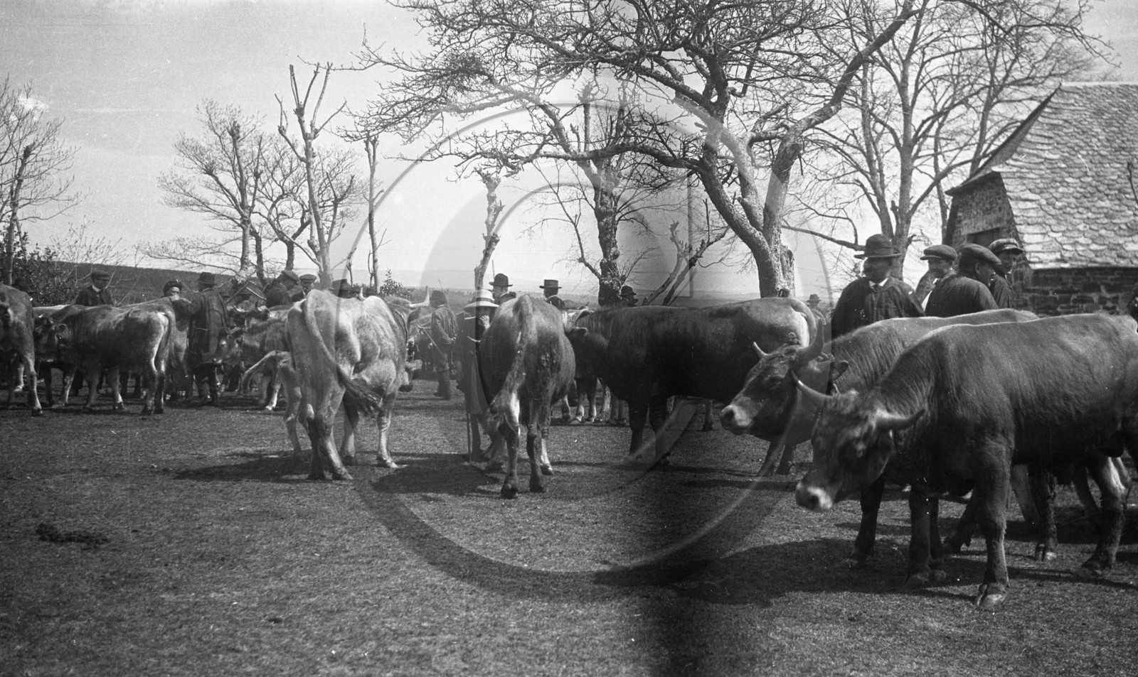 AG 704 foire aux Bestiaux  Laguiole Aubrac .jpg