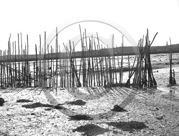 arc 1094 parc a huitres.jpg