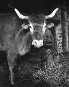 AG 612 vache a l etable  .jpg