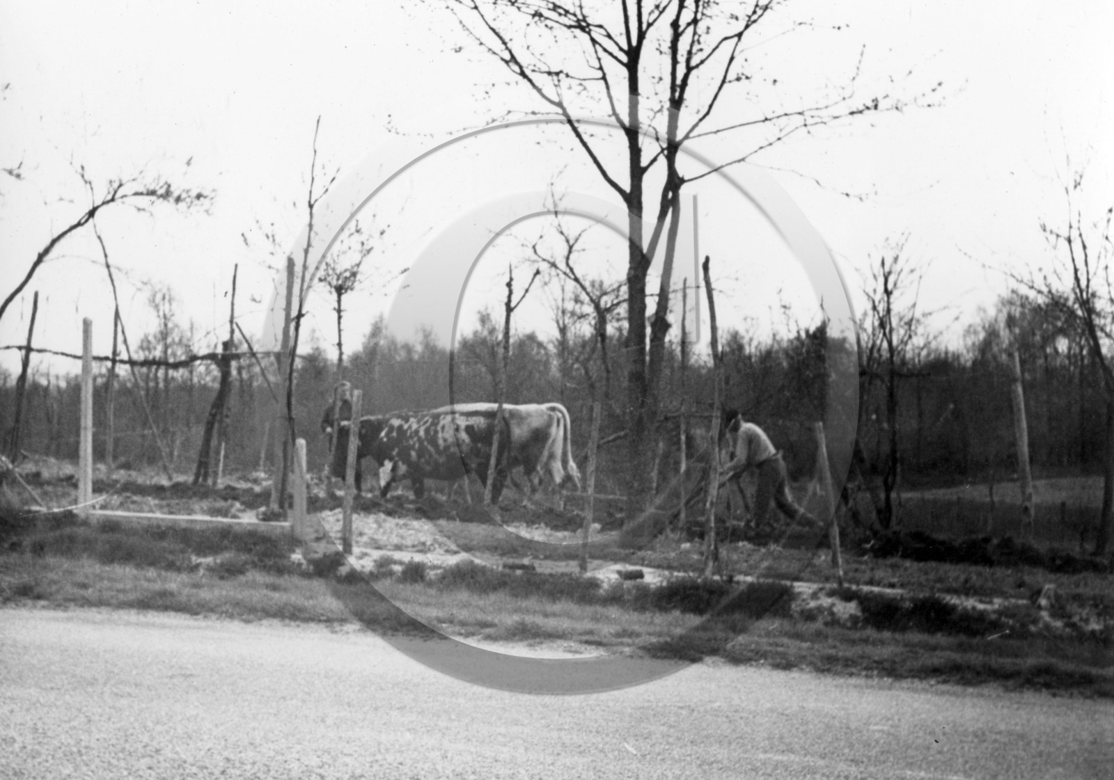 AG 699 boeuf en labours .jpg