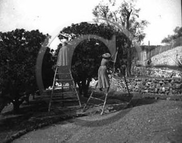 vi  15 menton mandarines.jpg