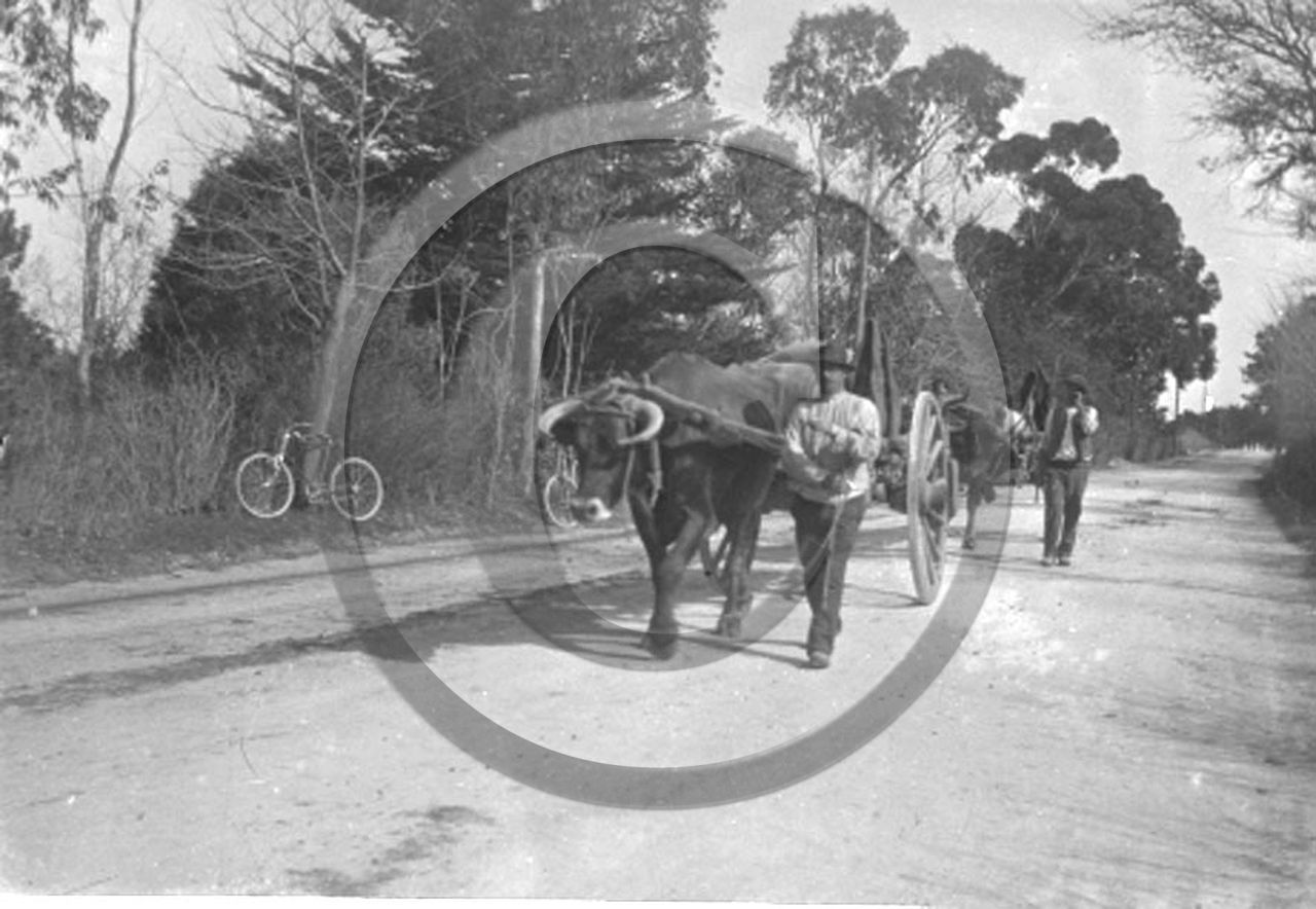 vi  973 St Tropez attelage.jpg