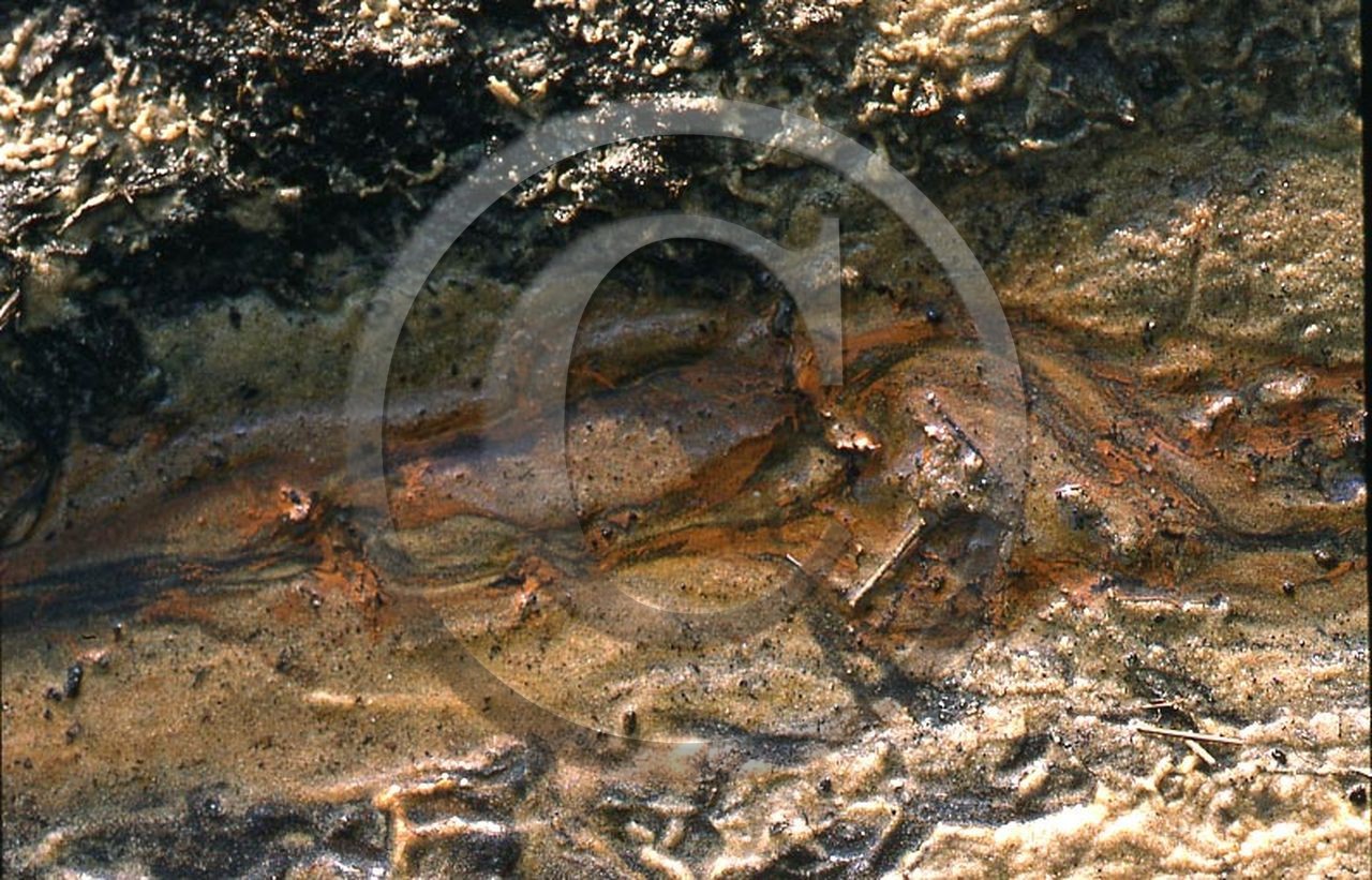 -41 photo abstraite pieds des dunes hiver   1957-58  photo Enri Dargence.jpg