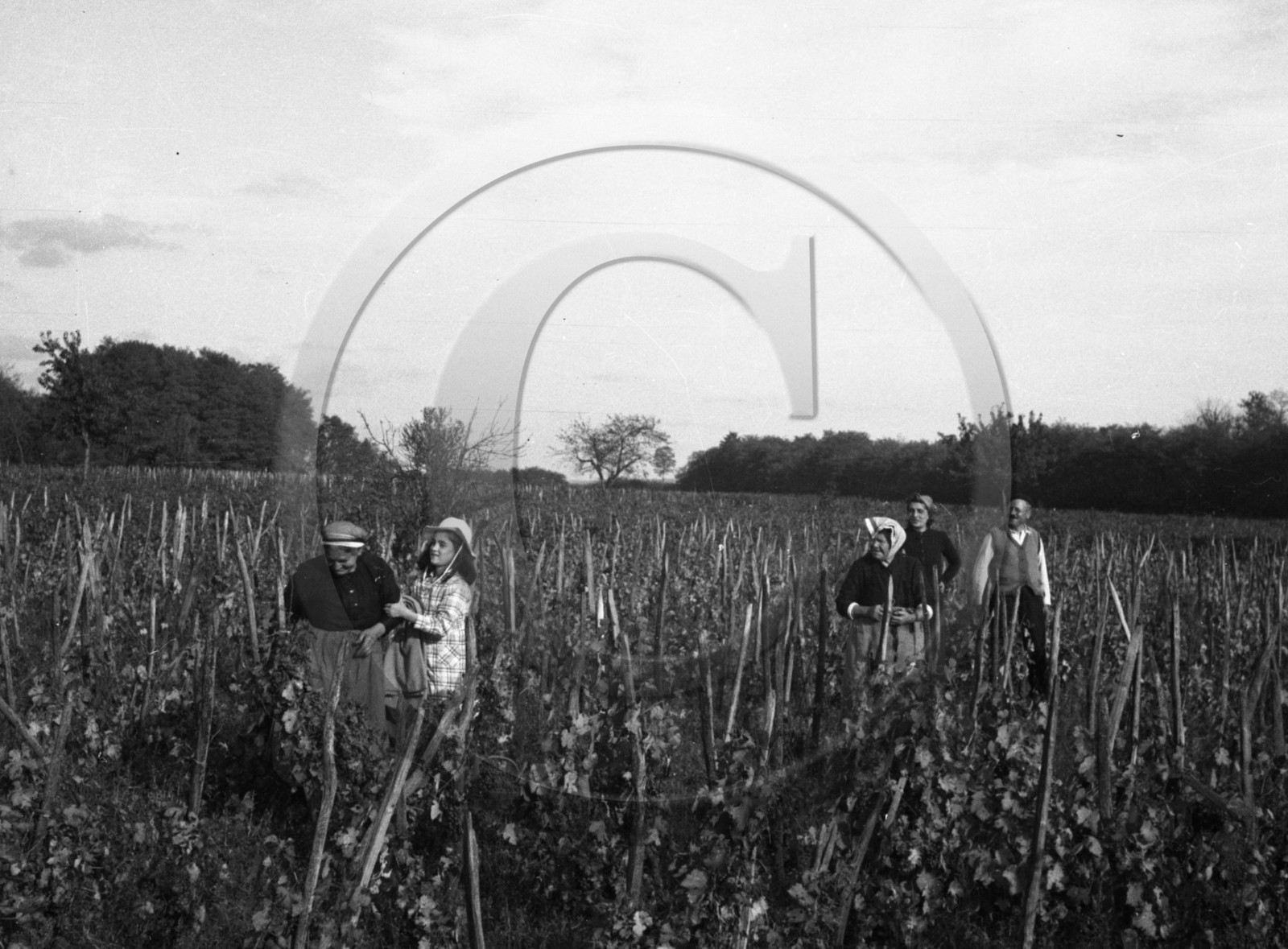AG 701 femmes dans les vignes .jpg