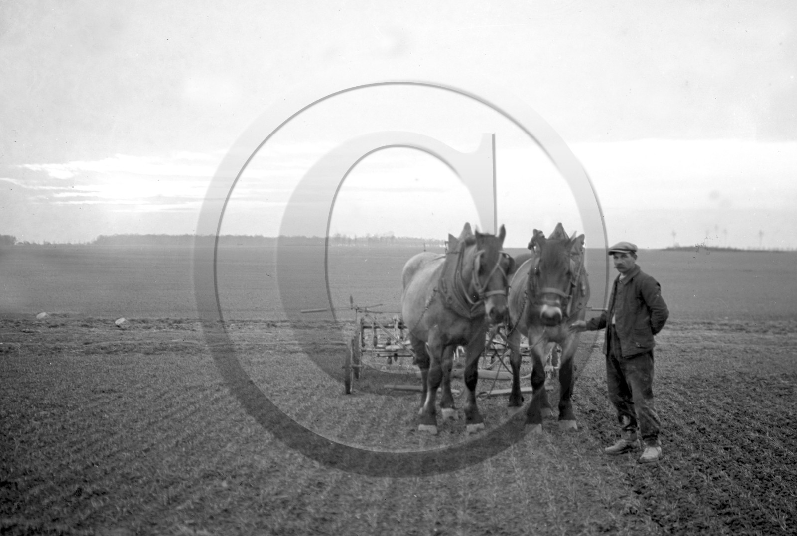 AG 636 chevaux travail aux champs  .jpg