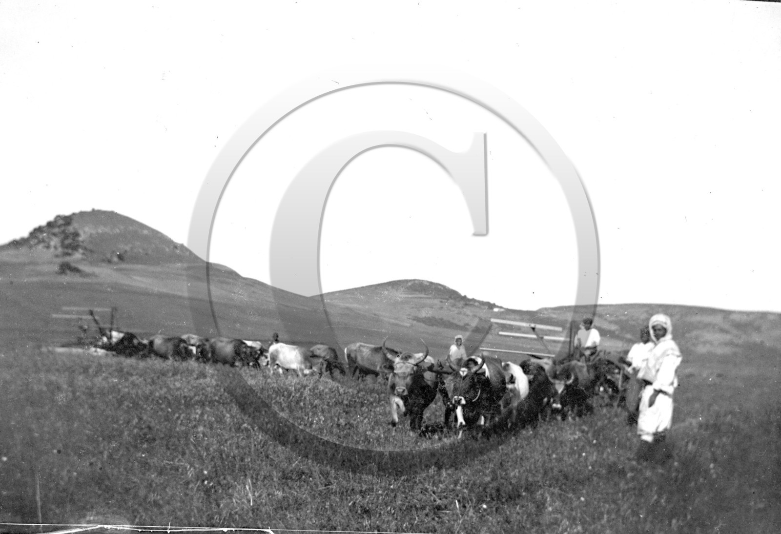 AG 560 attelage de boeufs .jpg